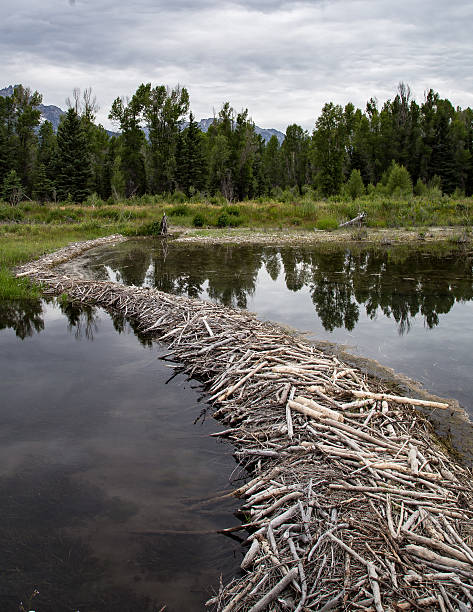 istock Beaver Dam in the Tetons 484714132