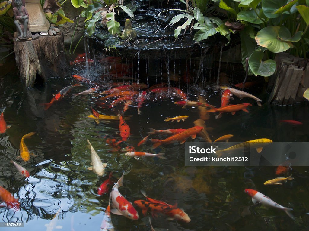 Koi pond Koi pond, in the garden at home. 2015 Stock Photo