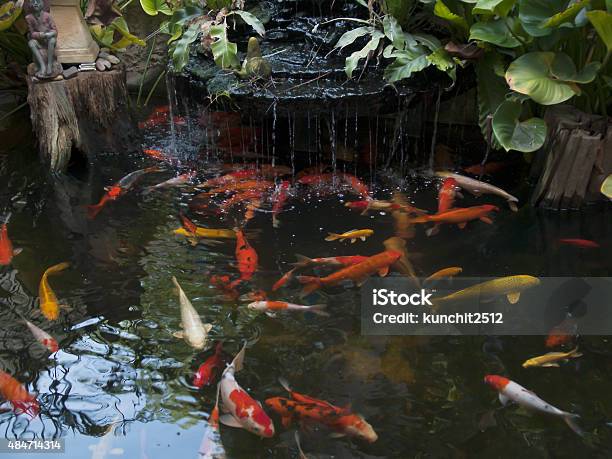 Koi Pond Stock Photo - Download Image Now - 2015, Aquatic Organism, Arboretum