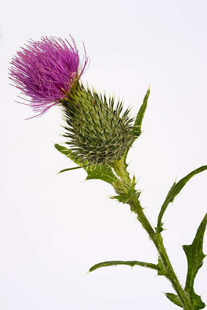 istock Silybum marianum -milk thistle flower-head 484714468