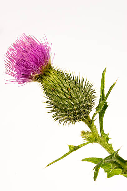 istock Silybum marianum -milk thistle flower-head 484714492