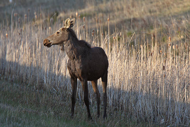 istock Young female moose on Hecla Island in Manitoba 484714779
