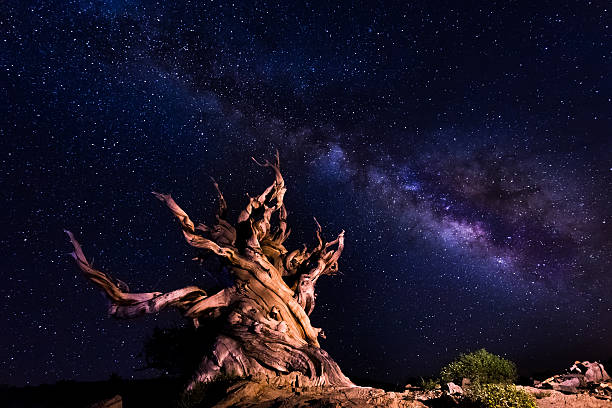 古代の木々を背景に鮮やかな milky way - bristlecone pine ストックフォトと画像