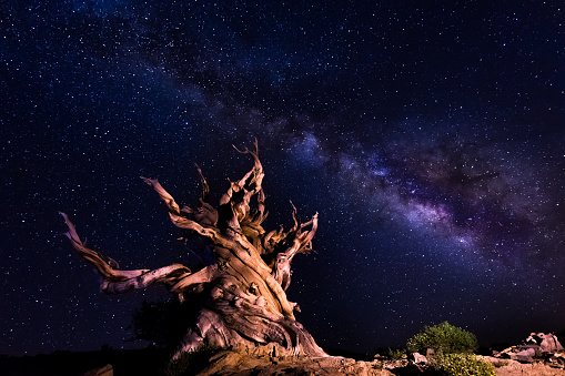 4,000 years old bristlecone pines tree in front of the natural phenomenon of the bright milky way