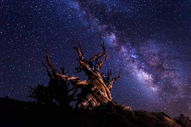 antigo fundo de árvore com o brilhante via láctea - ancient tree usa california - fotografias e filmes do acervo