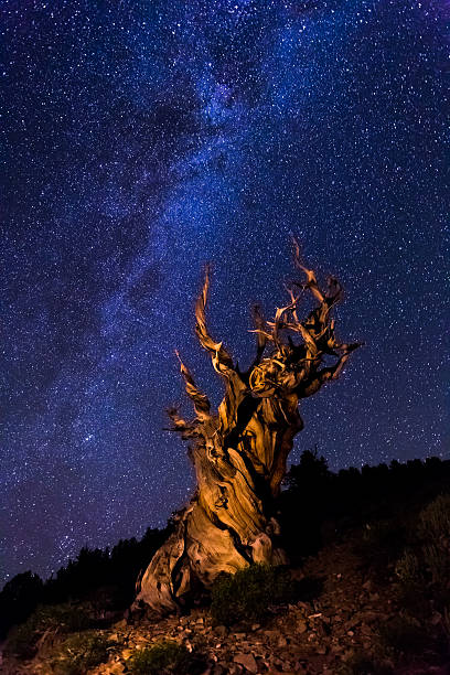 古代の木々を背景に鮮やかな milky way - bristlecone pine ストックフォトと画像