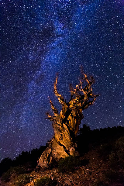 앤시언트 로세아, 배경 밝은 은하수 - bristlecone pine 뉴스 사진 이미지
