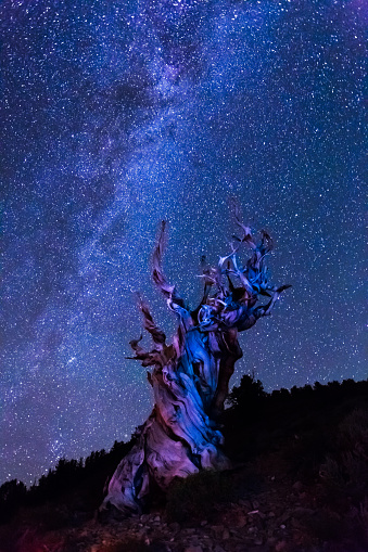 4,000 years old bristlecone pines tree in front of the natural phenomenon of the bright milky way