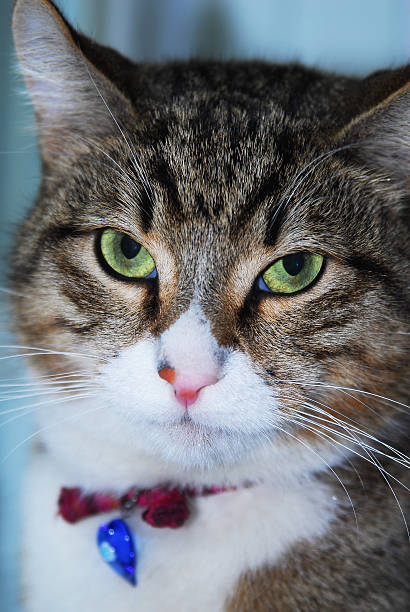 Gato - fotografia de stock