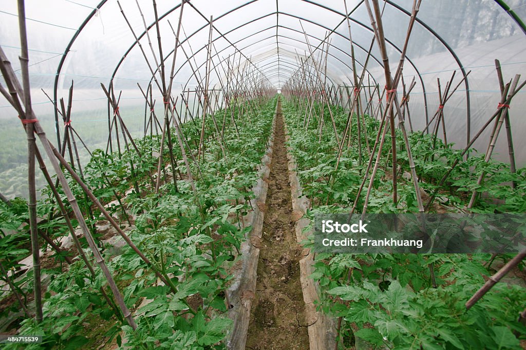 Pomidor plantation w szklarni - Zbiór zdjęć royalty-free (Bez ludzi)