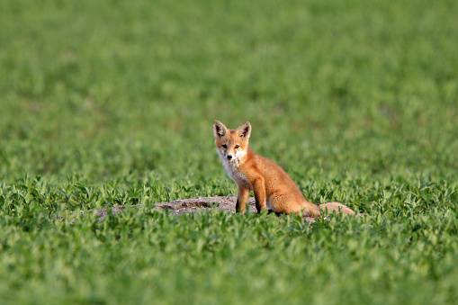 Red Fox pup in Saskatchewan