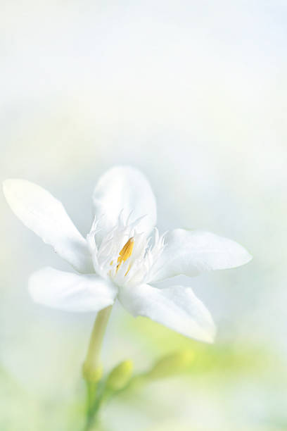 istock Isolated white flower (Orange Jessamine) for decoration 484715760