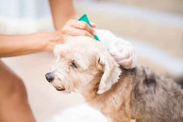 отметьте и блошиных предупреждения для собак - doctor dog portrait animal hospital стоковые фото и изображения