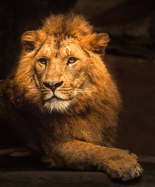 männliche löwen porträt - lion mane strength male animal stock-fotos und bilder