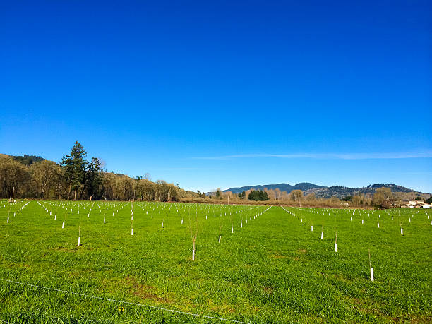 istock Newly Planted Filbert Orchard 484716753
