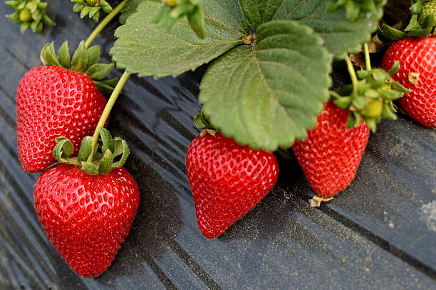 ekologicznej truskawki i poziomki, świeże - strawberry vine zdjęcia i obrazy z banku zdjęć