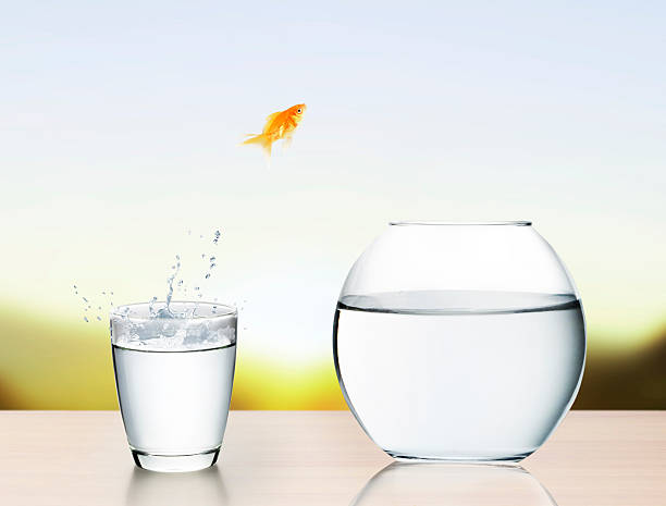 istock goldfish jumping out of  water 484717695