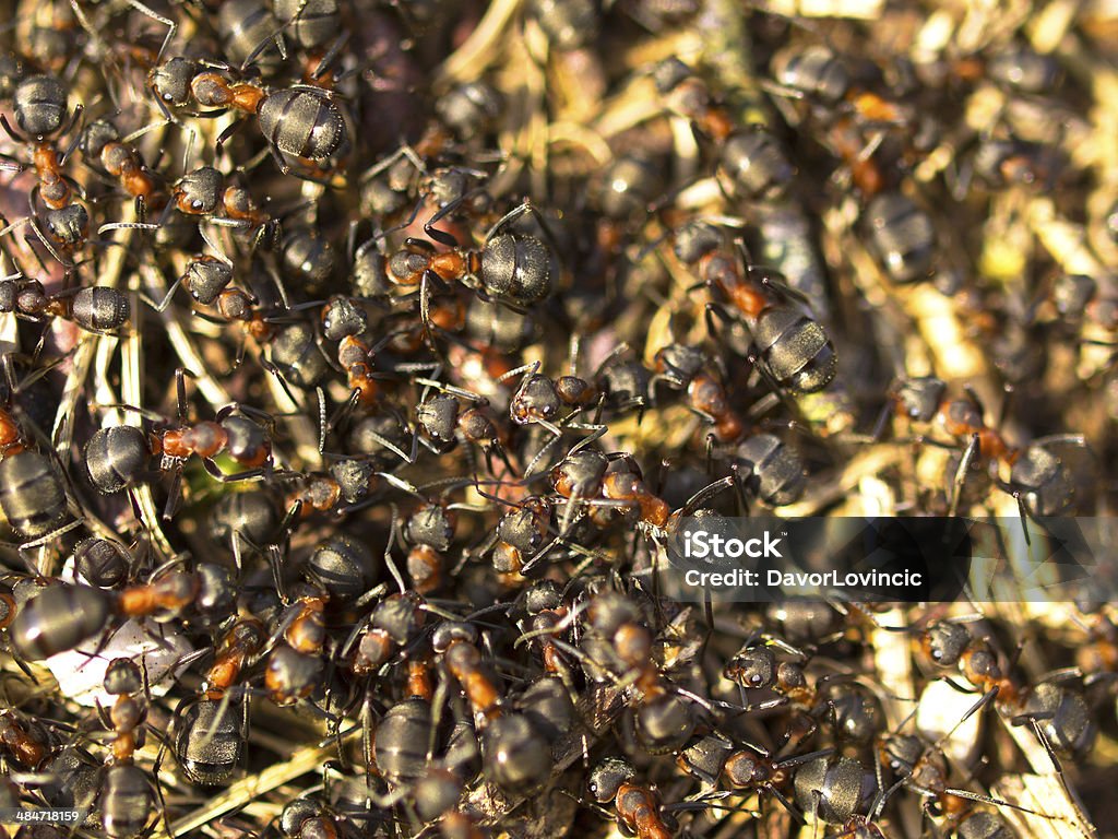 Fourmilière gros plan - Photo de Aliment libre de droits