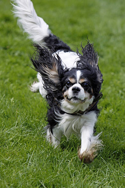 perro de corriendo - hundesport fotografías e imágenes de stock