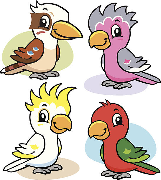 Australian Birds Illustration of four Australian birds, featuring a cockatoo, a galah, a parrot and a kookaburra. sulphur crested cockatoo (cacatua galerita) stock illustrations