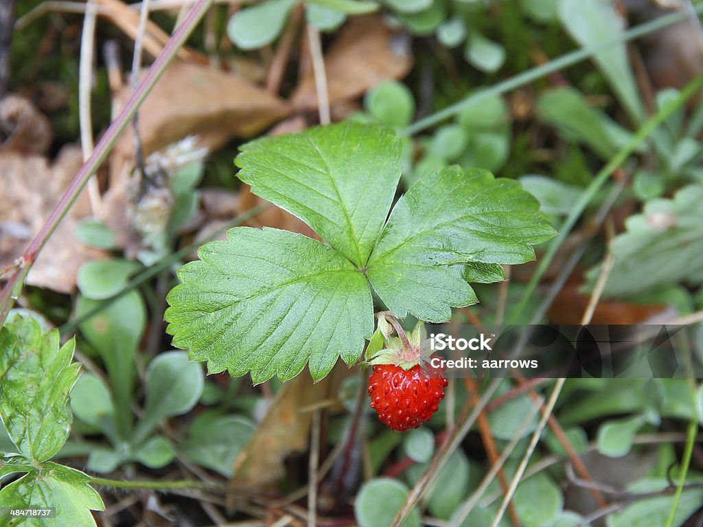 딸기 제공 - 로열티 프리 계절 스톡 사진