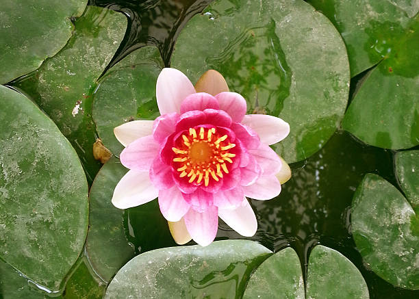 water lilly stock photo