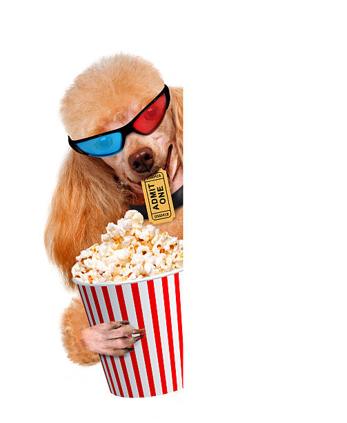 istock Dog watching a movie 484718971