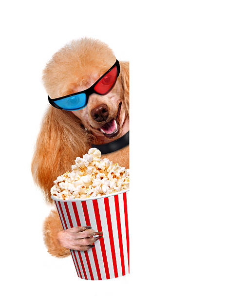 istock Dog watching a movie 484718989
