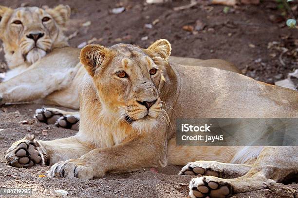 Two Queens Stock Photo - Download Image Now - Anger, Animals In The Wild, Asian Lion