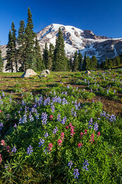 istock Mount Rainier and WIldflowers 484719431