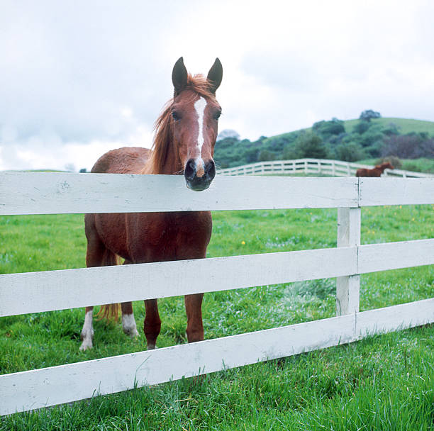 Pregnant Arabian mare.
