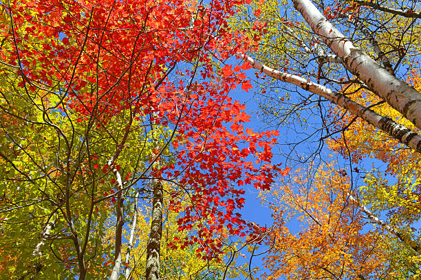 istock Autumn Foliage, Adirondacks, New York 484719620