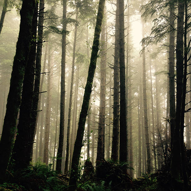 Misty Forest stock photo