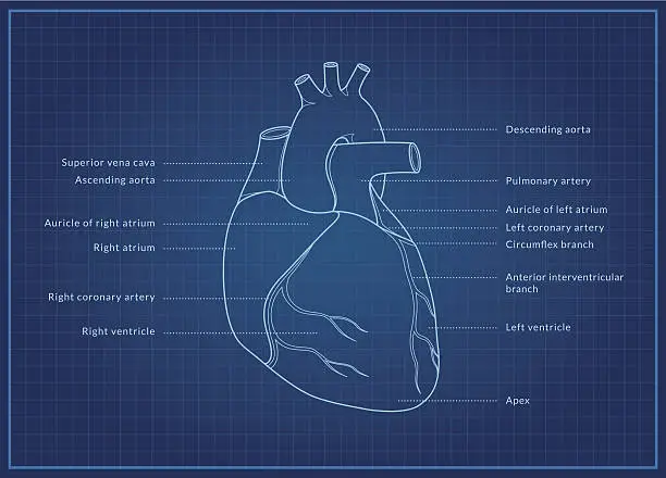 Vector illustration of Human Heart