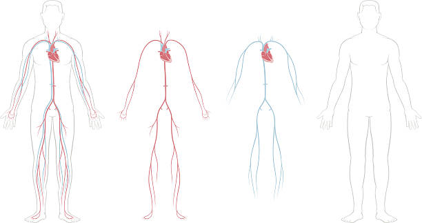 illustrazioni stock, clip art, cartoni animati e icone di tendenza di sistema cardiovascolare - human vein illustrations