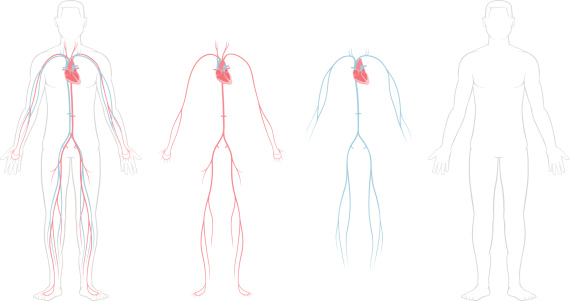 The human cardiovascular system (also known as the circulatory system). A medical diagram showing the heart, arteries and veins of the human body.