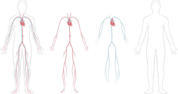 Cardiovascular System The human cardiovascular system (also known as the circulatory system). A medical diagram showing the heart, arteries and veins of the human body. cardiovascular system stock illustrations