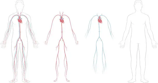 Vector illustration of Cardiovascular System