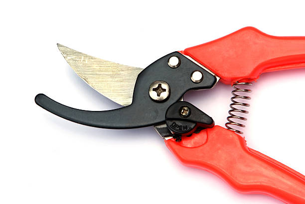 istock Red garden secateurs isolated on a white background 484719999