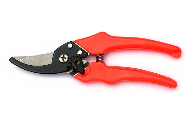 istock Red garden secateurs isolated on a white background 484720011
