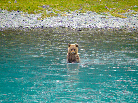 Grizzly bear wading across the Lamar river in Lamar Valley. This is in Yellowstone National Park in Wyoming / Montana in the United States of America (USA). Nearest towns are Mammoth, Gardiner, and Cooke City.. Larger cities nearby are Bozeman and Billings, Montana.