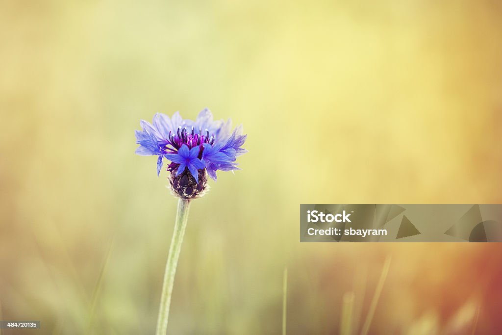 Blue corn flowers Blue corn flowers with sunrise in the background Beauty In Nature Stock Photo