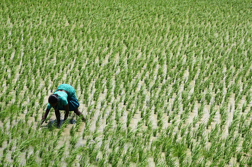 Thirunelveli,Tamilnadu,South India,14-AUGUST-2015women working manually in a green paddy field in south India.Thirunelveli,Tamilnadu,South India.