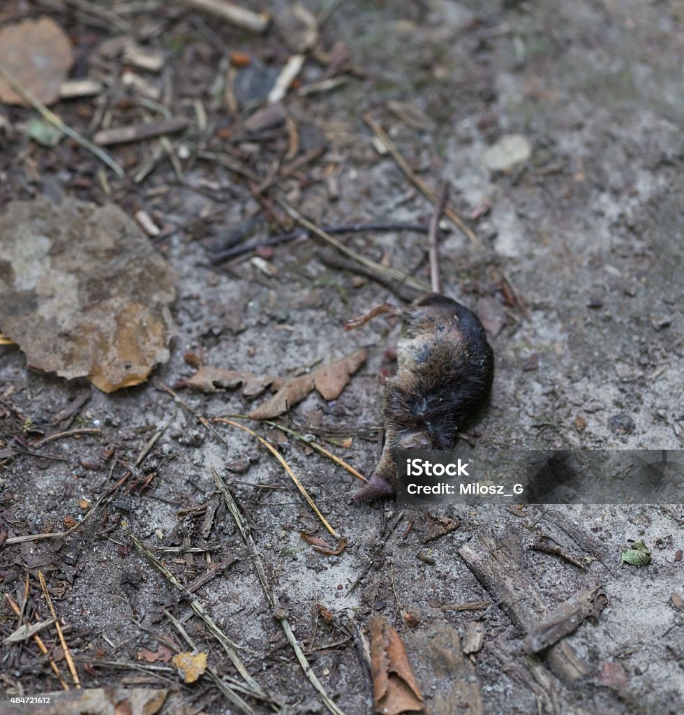 Dead body de Musaranho deitado no caminho de floresta - Foto de stock de 2015 royalty-free