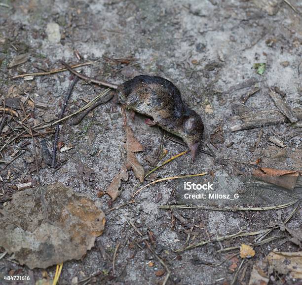 Foto de Dead Body De Musaranho Deitado No Caminho De Floresta e mais fotos de stock de 2015