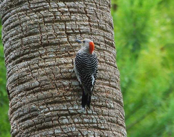 istock Red-bellied Woodpecker (Melanerpes carolinus) 484722350