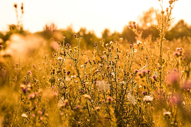 istock Beautiful image of orange field 484722946