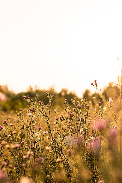 istock Beautiful image of yellow field 484722948