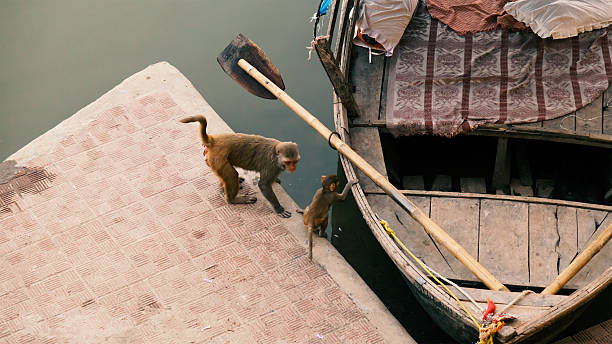 istock Two Indian monkeys playing with boat. 484726798