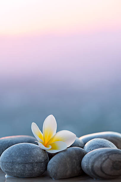 결석 plumeria 꽃, 스파 배경기술 - stone balance zen like nature 뉴스 사진 이미지